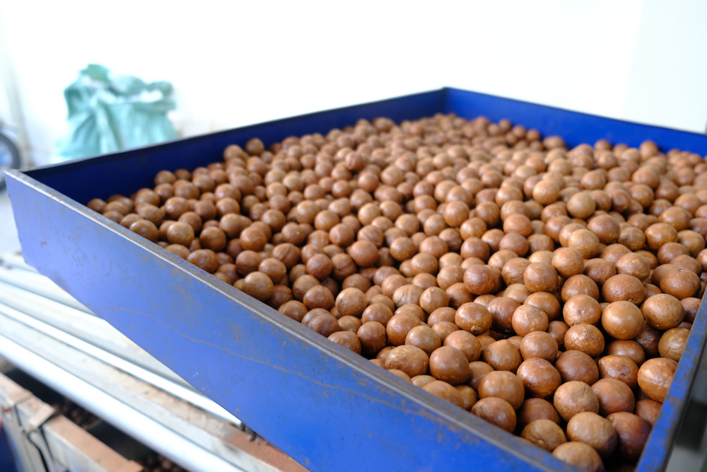 Thu hoạch và phân size macca